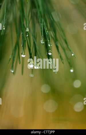 Le pin blanc (Pinus strobus) des aiguilles avec des gouttes de pluie, le Grand Sudbury, Ontario, Canada Banque D'Images