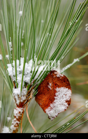 Le pin rouge (Pinus resinosa) avec anti-dicotylédones tombé, le Grand Sudbury, Ontario, Canada Banque D'Images