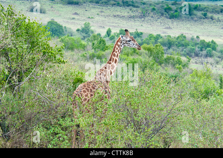 Girafe de Masai, Giraffa camelopardalis, Masai Mara National Reserve, Kenya, Afrique de l'Est Banque D'Images