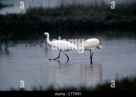 La GRUE BLANCHE (Grus americana) DANS DES MILIEUX HUMIDES À GUÉ Banque D'Images