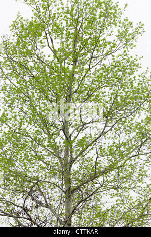 Le tremble (Populus tremuloides) Feuillage émergent au printemps, le Grand Sudbury, Ontario, Canada Banque D'Images