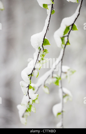 Le bouleau blanc (Betula papyrifera) feuilles émergent au printemps tempête, le Grand Sudbury, Ontario, Canada Banque D'Images