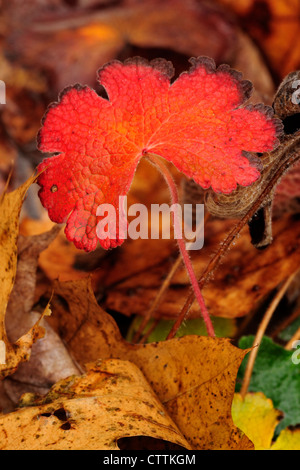 Geranium feuilles à l'automne, le Grand Sudbury, Ontario, Canada Banque D'Images