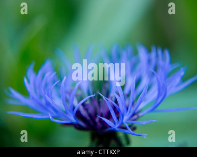 Fleur centaurea bleu Banque D'Images