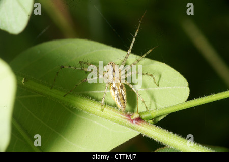 Oxyopes salticus araignée lynx à rayures on leaf Banque D'Images