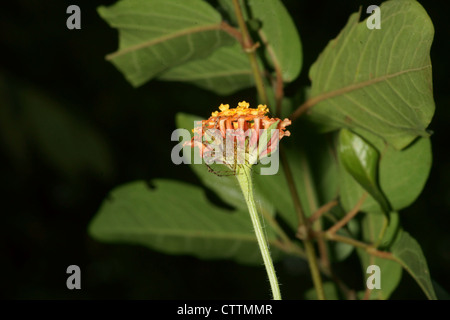 Oxyopes salticus araignée lynx à rayures Banque D'Images