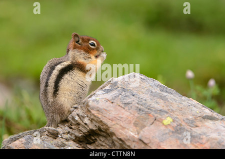 Le Spermophile à mante dorée (Spermophilus lateralis) manger sur un rocher, le nord du Montana Banque D'Images