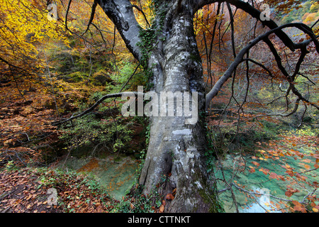 Forêt en automne hêtre européen (nord de l'Espagne) Banque D'Images