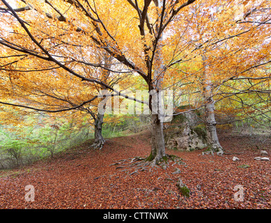 Forêt en automne hêtre européen (nord de l'Espagne) Banque D'Images