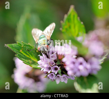 Macro shot of colored fly assis sur la fleur rose. Banque D'Images