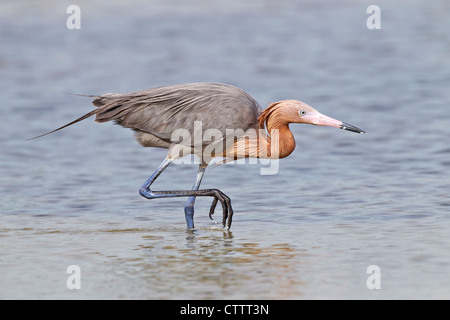 Aigrette garzette (Egretta rufescens rougeâtre) adulte seul marcher dans l'eau peu profonde, la pêche, l'Everglades, Florida, USA Banque D'Images