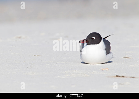 Laughing gull (Leucophaeus atricilla) adulte en plumage d'été, le repos sur la plage, Everglades, Florida, USA Banque D'Images