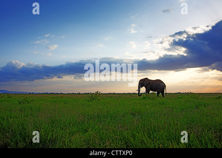 Image paysage d'un seul éléphant africain bull au crépuscule dans le Parc national Amboseli, Kenya Banque D'Images