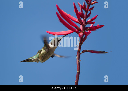Colibri à gorge rubis fleur mâle alimentant à Archilocus colubris Port Aransas, Texas USA BI022861 Banque D'Images