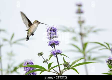 Colibri à gorge rubis - alimentation femelle fleur à Archilocus colubris Quintana, Texas USA BI022865 Banque D'Images