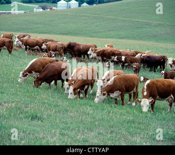 Les vaches Hereford ET HEREFORD TAUREAUX AVEC MAGNUM MAGNUM CROSS VEAUX Banque D'Images