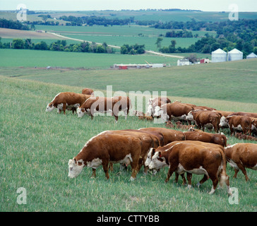 Les vaches Hereford ET HEREFORD TAUREAUX AVEC MAGNUM MAGNUM CROSS VEAUX Banque D'Images