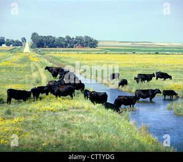 ANGUS troupeau de vaches-veaux paître par STREAM / COLORADO Banque D'Images