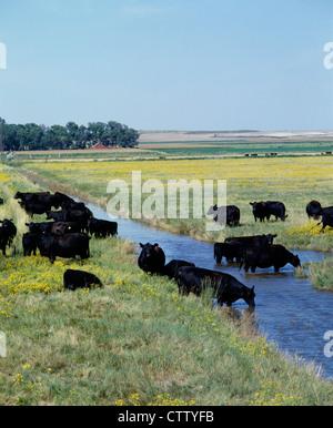 ANGUS troupeau de vaches-veaux paître par STREAM / COLORADO Banque D'Images