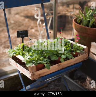 Bellis plantes dans des caisses en bois sur vintage, bleu-peint, siège de jardin pliant. Banque D'Images