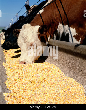 La consommation de maïs égrené STEERS / TEXAS RATION Banque D'Images