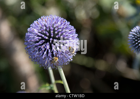 Globe thistle ornementales Banque D'Images