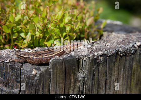 Lézard Lacerta vivipara commun Réserve naturelle nationale Moorhouse Pèlerin Teesdale County Durham UK Banque D'Images