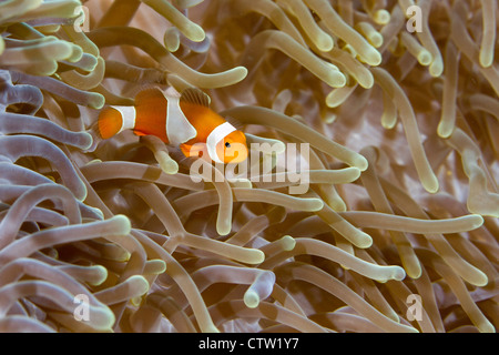 Amphiprion ocellaris clownfish commun -, Bornéo, Malaisie Banque D'Images