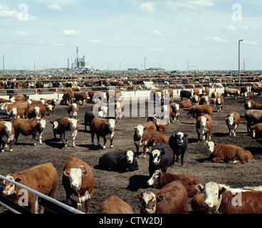 Dans la ration des bovins finis / Texas Banque D'Images