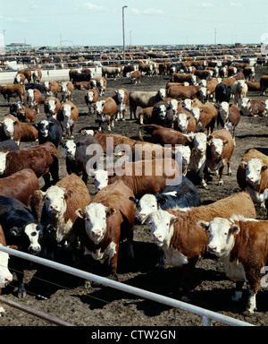 Dans la ration des bovins finis / Texas Banque D'Images