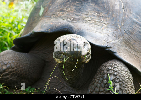 Galapagos tortue mâle / tortue géante des Galapagos (Chelonoidis nigra porteri), parc national des Îles Galapagos, Equateur Galapagos île Santa Cruz Banque D'Images