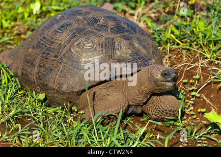 Un jeune capitaine 6 /√°pagos tortues géantes (Chelonoidis nigra porteri), parc national des Îles Galapagos, Equateur Galapagos île Santa Cruz Banque D'Images