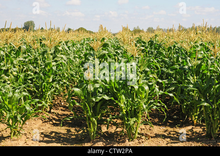 Zea mays maïs doux de plus en plus planté en rangs doubles pour faciliter la fécondation. Banque D'Images