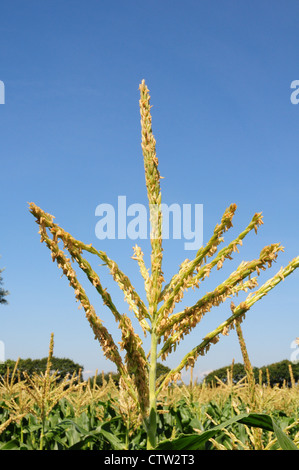 Fleurs fertiles de Zea mays maïs doux. Banque D'Images