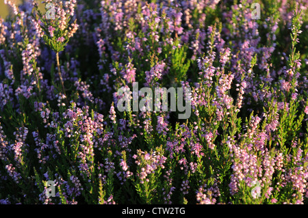 Purple Heather Bell, Erica cinerea, Ericaceae, en forme de cloche, fleurs de mauve Emlagh Bog, Kells, Co.Meath, Ireland Banque D'Images