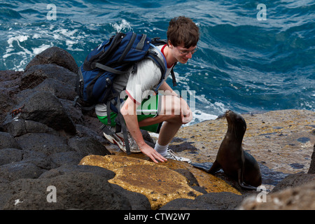 Un adolescent mâle juvénile regarde un lion de mer Galapagos (Zalphus wollebacki) le long d'un embarcadère avec des roches de lave et de l'océan en arrière-plan, le parc national des Îles Galapagos, l'île de Seymour Nord Galapagos, Equateur. Banque D'Images