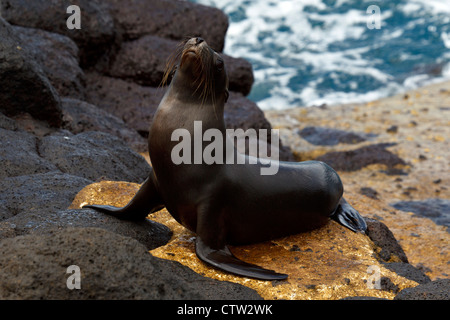 Un jeune lion de mer Galapagos (Zalphus wollebacki) est sur un bateau avec l'atterrissage de roches de lave et de l'océan en arrière-plan, le parc national des Îles Galapagos, l'île de Seymour Nord Galapagos, Equateur. Banque D'Images