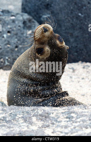 Un jeune lion de mer Galapagos (Zalphus wollebacki), jouer dans le sable près de la côte, le parc national des Îles Galapagos, l'île de Seymour Nord Galapagos, Equateur, Banque D'Images