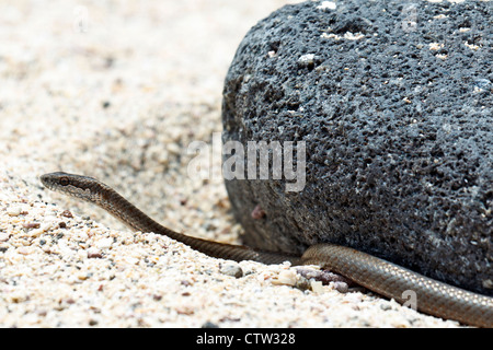 Un serpent Galapagos (Alsophis dorsalis), contre une roche de lave et de sable, le parc national des Îles Galapagos, l'île de Seymour Nord Galapagos, Equateur, Banque D'Images