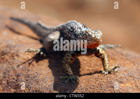 Un homme lézard de lave Galapagos (albermarlensis Microlophus) debout sur une roche de lave, parc national des Îles Galapagos, l'île de Seymour Nord Galapagos, Equateur, Banque D'Images