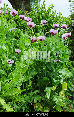 Pavot Papaver somniferum poussant dans le jardin. Banque D'Images
