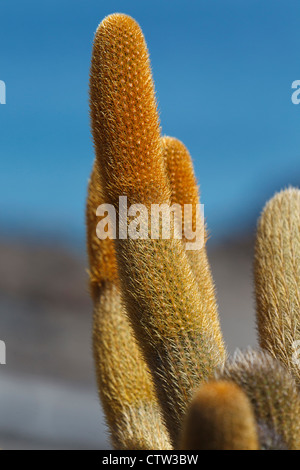 Vue détaillée d'un cactus Brachycereus nesioticus (lave), parc national des Îles Galapagos, l'île de Bartolome, Galapagos, Equateur Banque D'Images