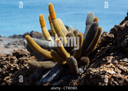 Cactus Brachycereus nesioticus (lave) croissant sur le dessus de la pierre de lave, le parc national des Îles Galapagos, l'île de Bartolome, Galapagos, Equateur Banque D'Images