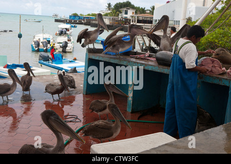 Un groupe de Le Pélican brun (Pelecanus occidentalis), attend des morceaux de poisson nettoyé récemment du marché aux poissons à Puerto Ayora, l'île de Santa Cruz, Galapagos, Equateur Banque D'Images