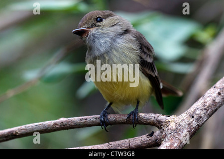 La Paruline jaune (Dendroica petechia), près de l'hôtel Tortuga Bay, parc national des Îles Galapagos, l'île de Santa Cruz, Galapagos, Equateur Banque D'Images