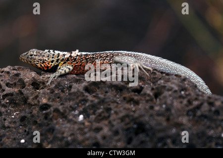 Un lézard de lave Galapagos (Microlophus) albermarlensis au sommet d'une roche de lave, Tortuga Bay, Galapagos Islands National Park, Santa Banque D'Images