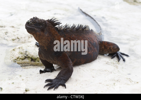 Iguane marin (Amblyrhynchus cristatus) sortir de l'eau, l'hôtel Tortuga Bay, parc national des Îles Galapagos, l'île de Santa Cruz, Galapagos, Equateur Banque D'Images