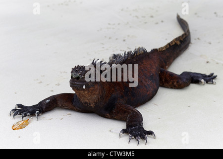 Iguane marin (Amblyrhynchus cristatus) portant sur une plage, l'hôtel Tortuga Bay, parc national des Îles Galapagos, l'île de Santa Cruz, Galapagos, Equateur Banque D'Images