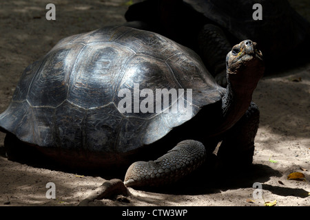 Un jeune tortue géante des Galapagos (Chelonoidis nigra), au Centre d'élevage de Isabela 'Arnaldo Tupiza', le parc national des Îles Galapagos, l'île Isabela, Galapagos, Equateur Banque D'Images