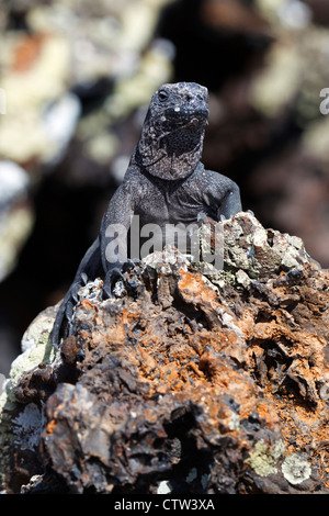 Un jeune iguane marin (Amblyrhynchus cristatus) debout sur une roche de lave, parc national des Îles Galapagos, l'île Isabela, Galapagos, Equateur Banque D'Images